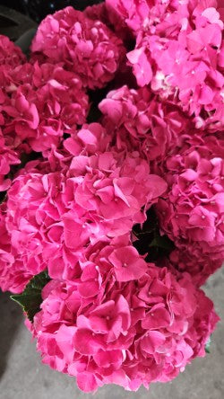 Bright Florist Choice Bouquet