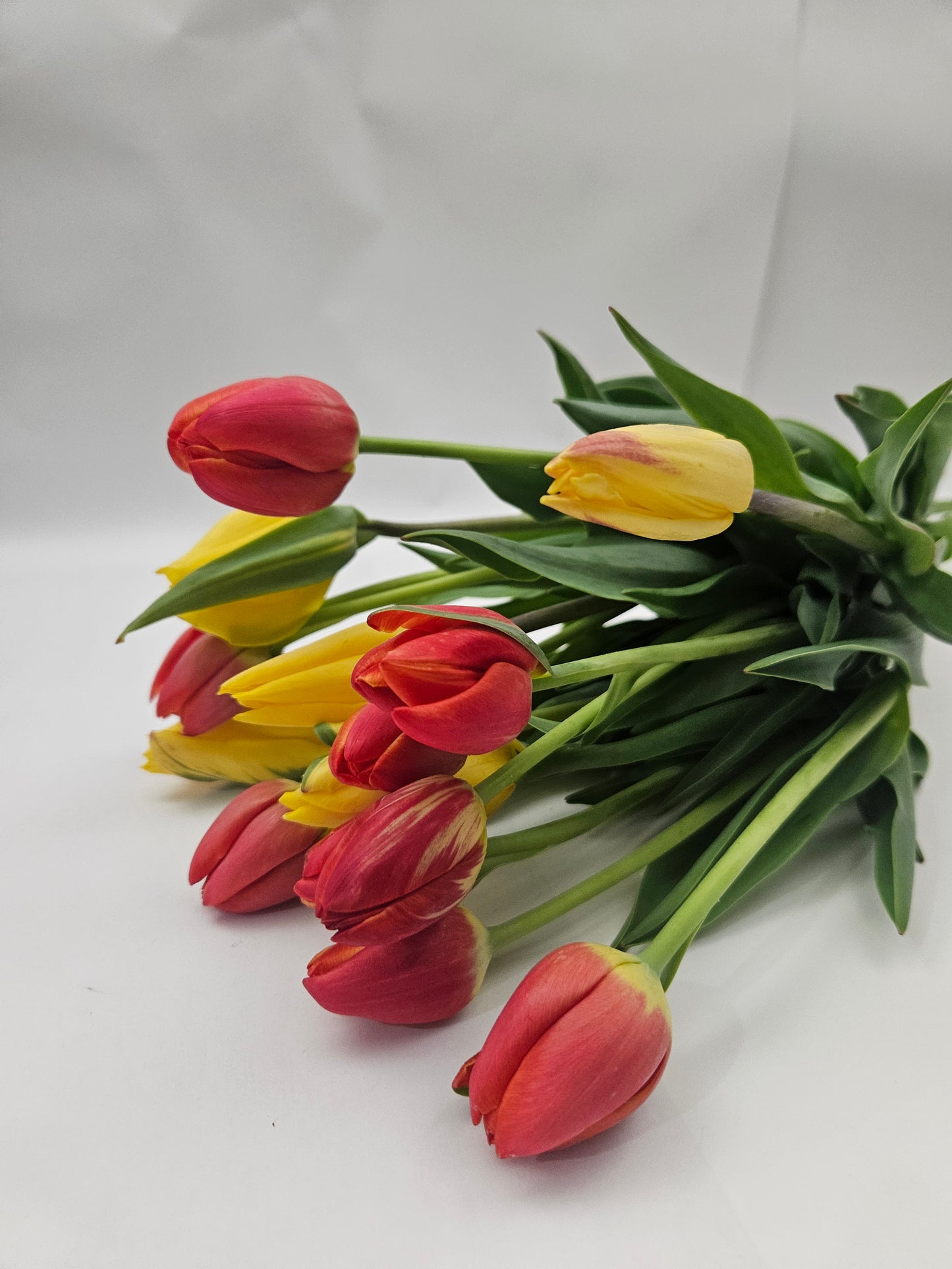 Tulips