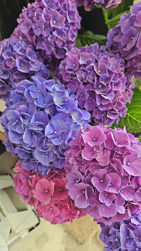 Pastel Florist Choice Bouquet